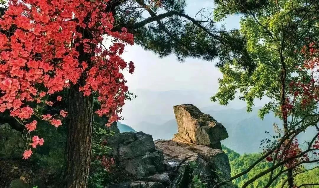 杜鹃花开杜鹃岭,杜鹃花开石窝村