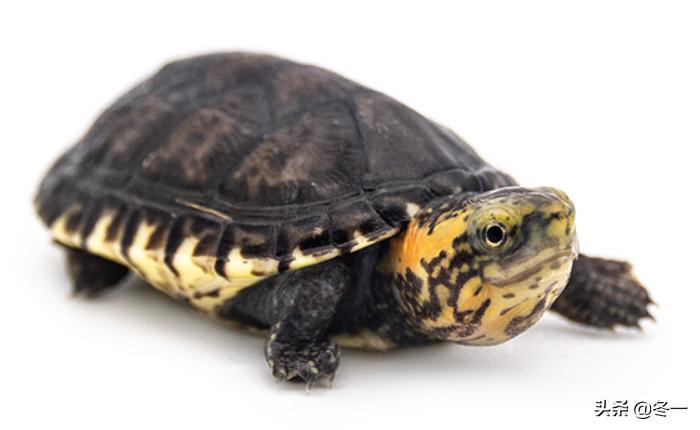 乌龟初学者,乌龟新手入门教程视频