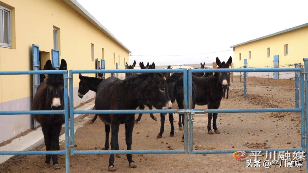 平川黑毛驴,平川黑驴