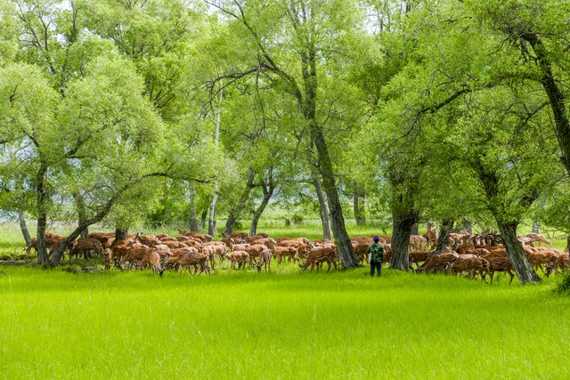 五十岁适合在家做什么养殖,在农村搞养殖养什么比较好