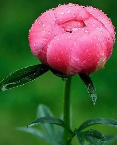 一花一世界一念一佳人的图片,一花一世界一叶一春秋图片