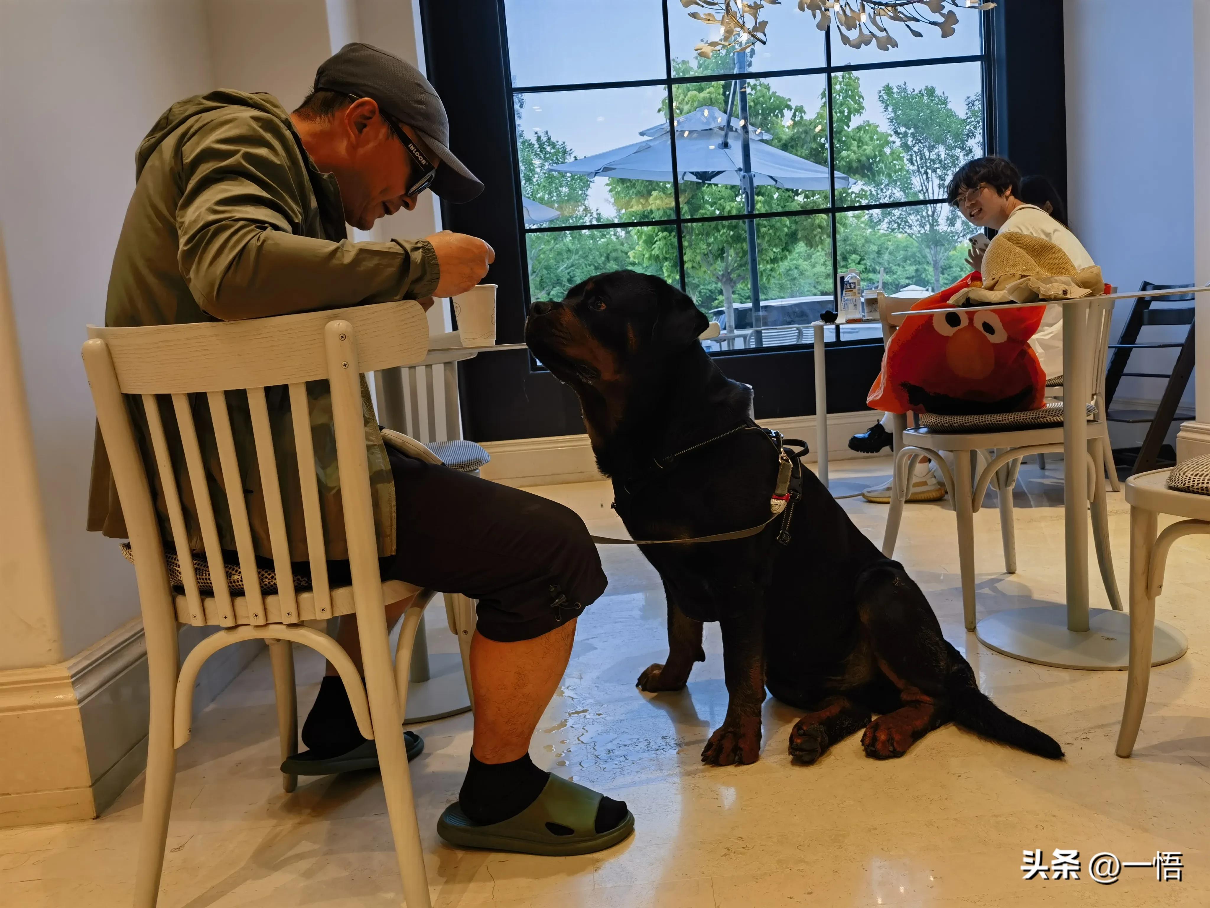 2023上海到秦皇岛承德十日游第四天：看阿那亚的海，逢犬舍的安娜