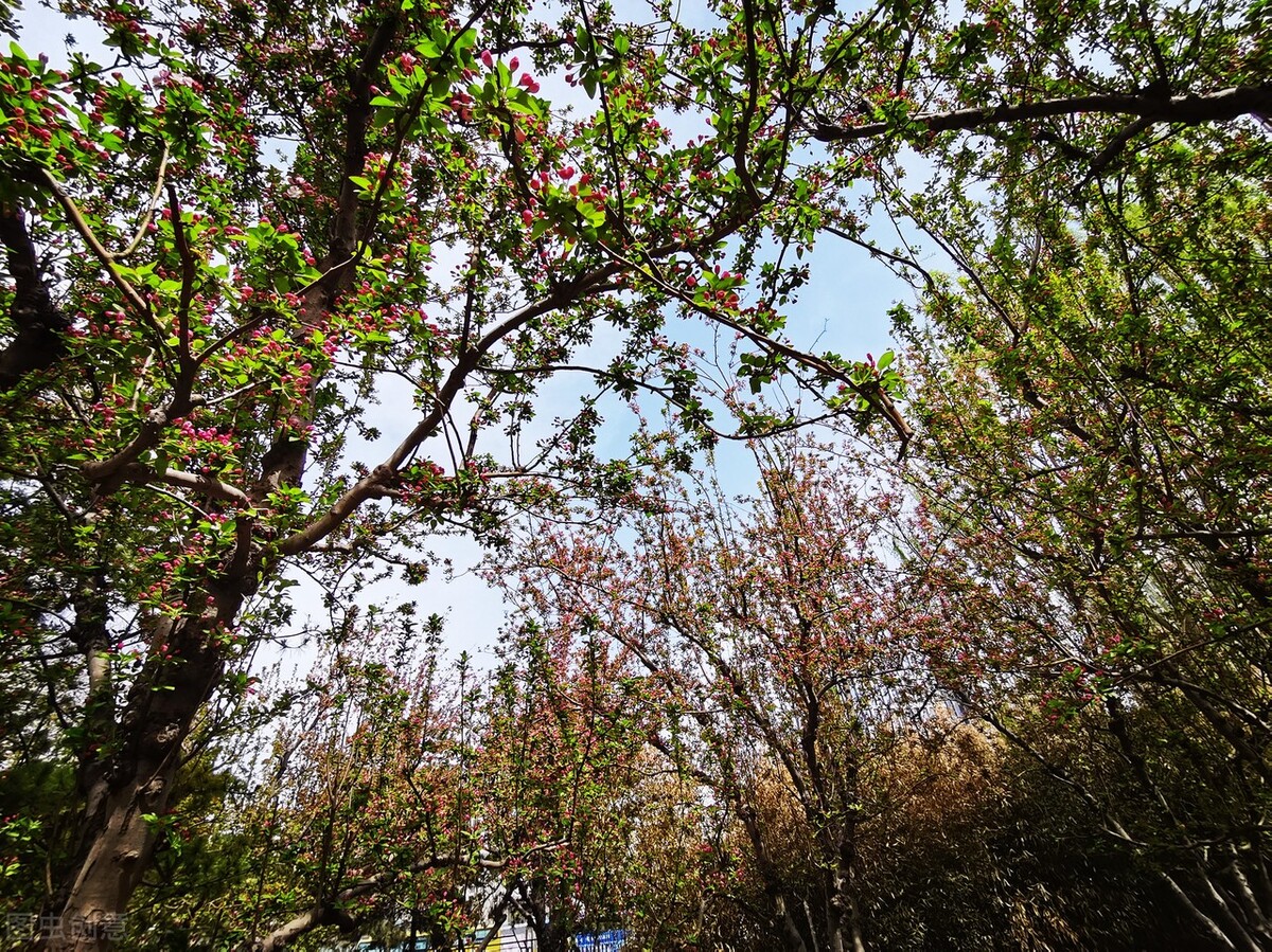 风吹杨柳万千条打一动物,风吹杨柳万千条解析