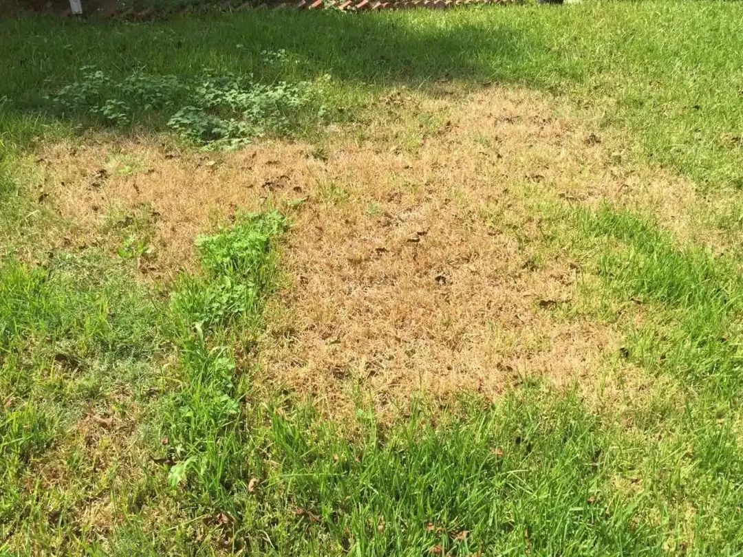 「干货」暑去秋来，庭院草坪养护技巧