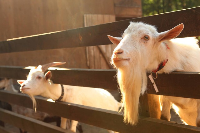 养羊在农村养多少只和打工差不多,6万元可以养羊吗