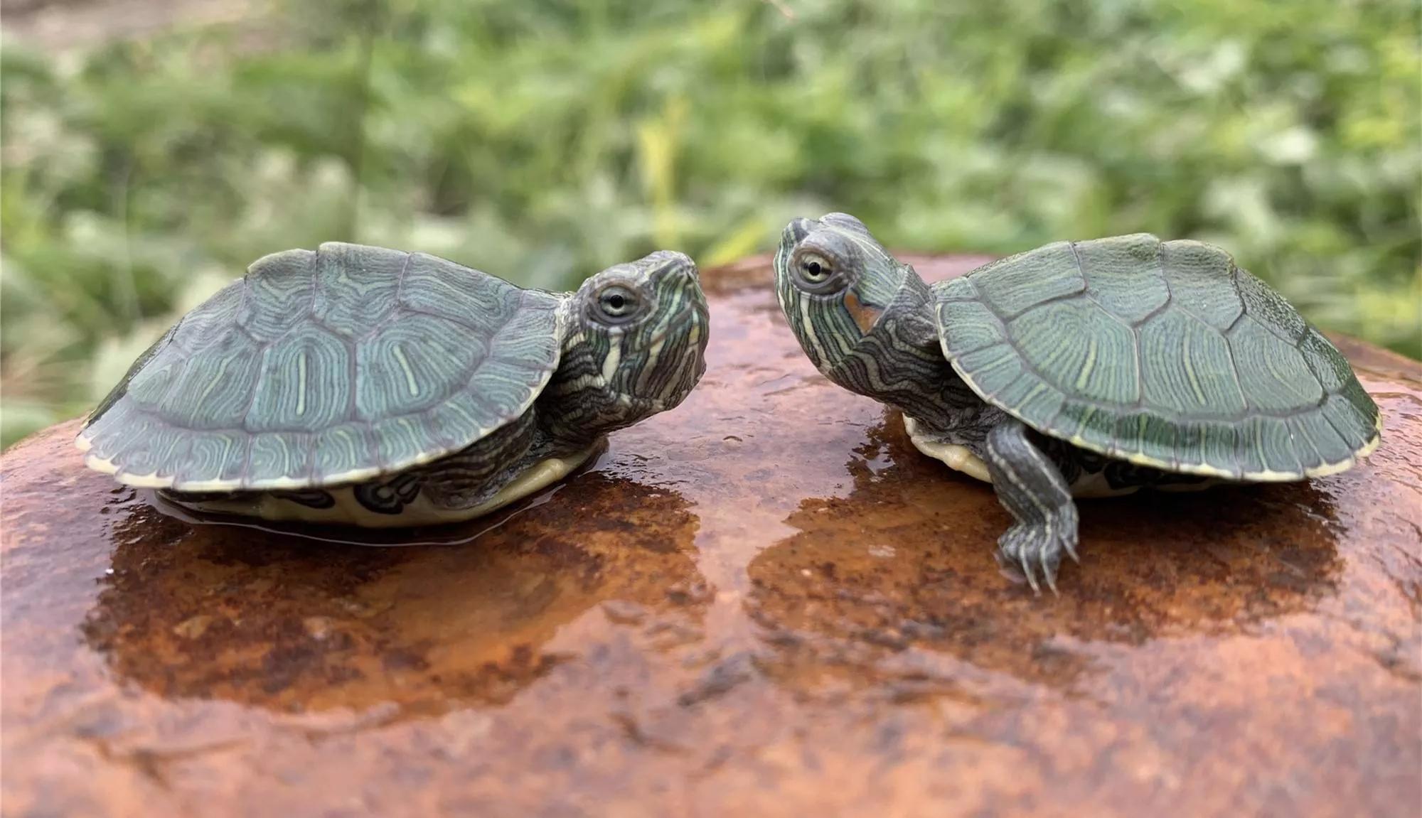 养了7年的乌龟为什么会死,养乌龟有哪些原因导致乌龟死亡的