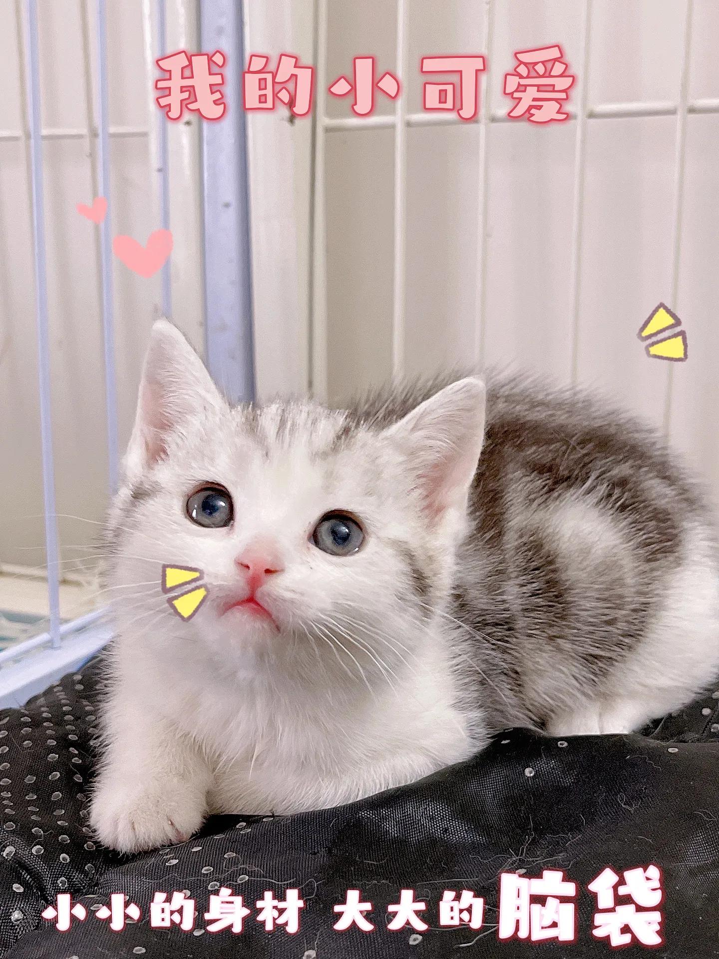 预防猫瘟最有效的方法,怎么可以避免猫瘟