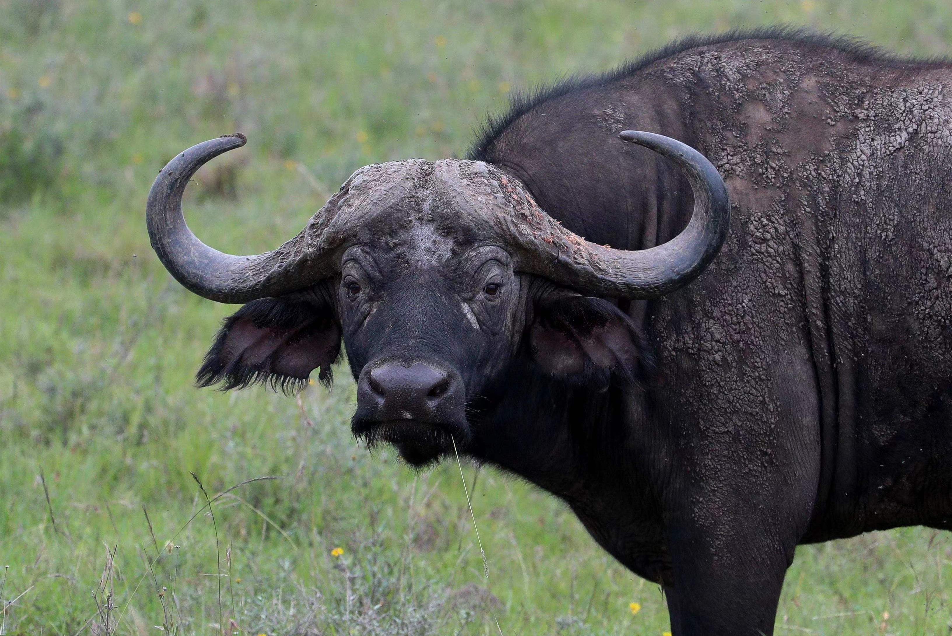 老虎可以单杀野牛，为什么两只狮子都很难搞定？狮子不如老虎？