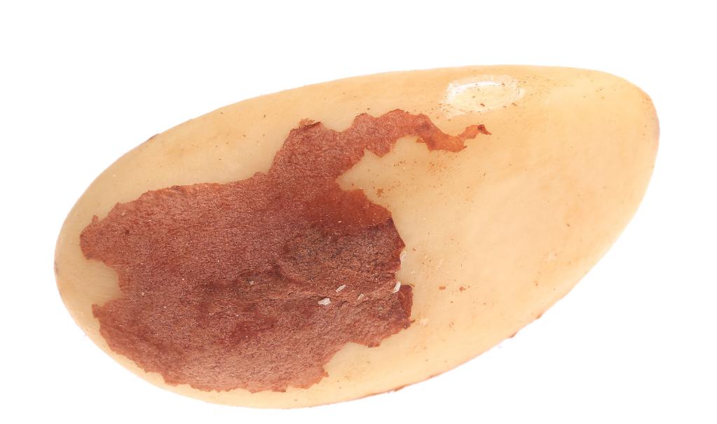 营养最高的野生坚果,沙漠果坚果之王