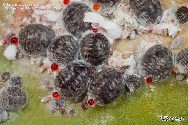 口红是虫子的尸体做的吗,女生口红是虫子尸体提炼的吗