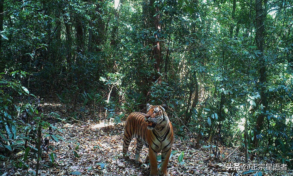 全球老虎数量增加,全球虎还剩多少