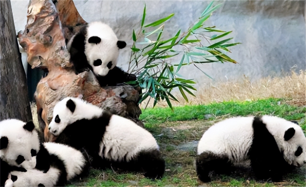 尼克松夫人对熊猫牌烟盒爱不释手，周总理：喜欢？送两只真的