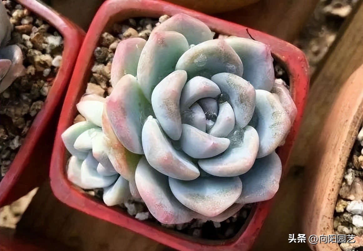 多肉质量有区别，能买北方的，不买南方的，养过就知道了