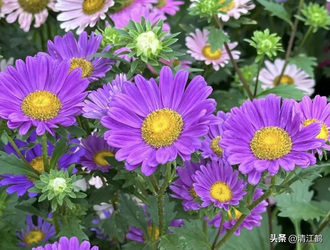 菊花盆栽枯萎后第二年能长新芽吗,刚买回来的菊花花朵枯萎了怎么救