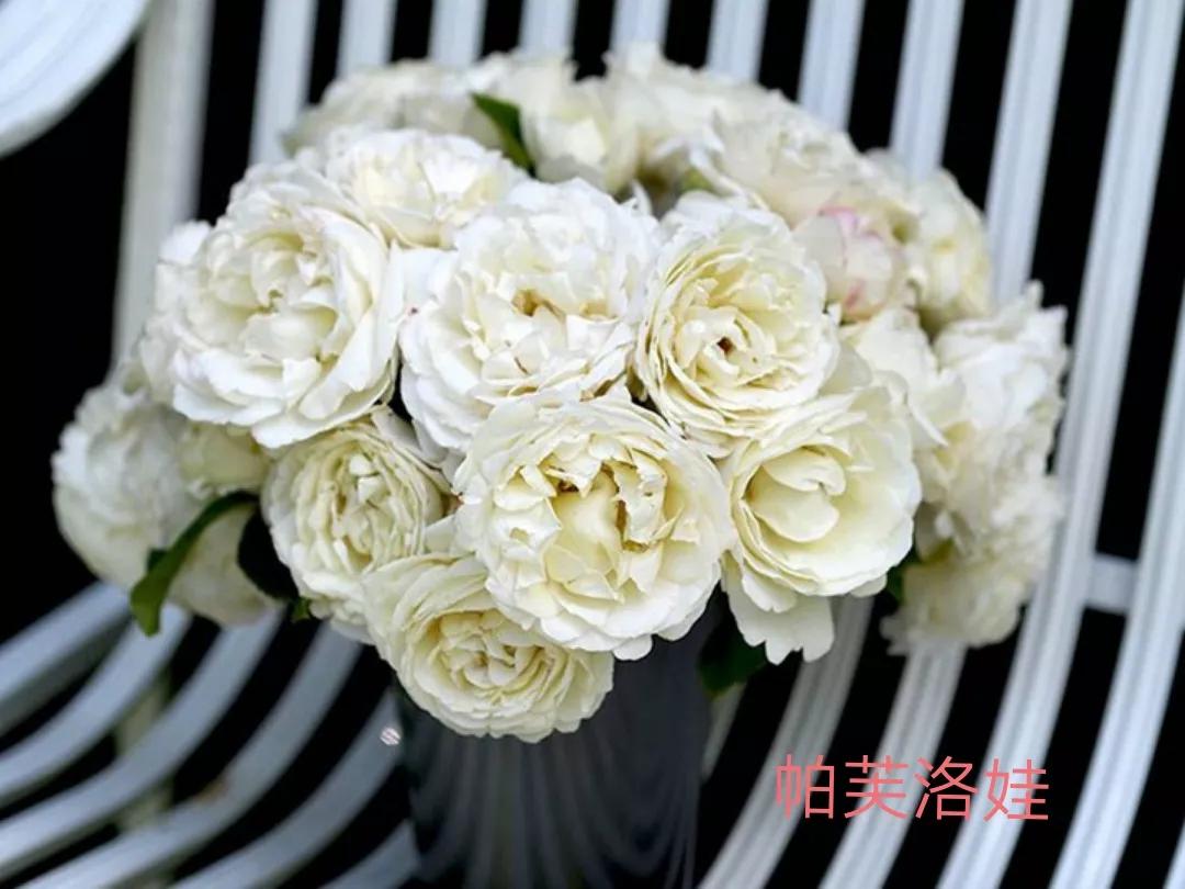 切花月季经典品种推荐,奥斯汀十大切花月季品种