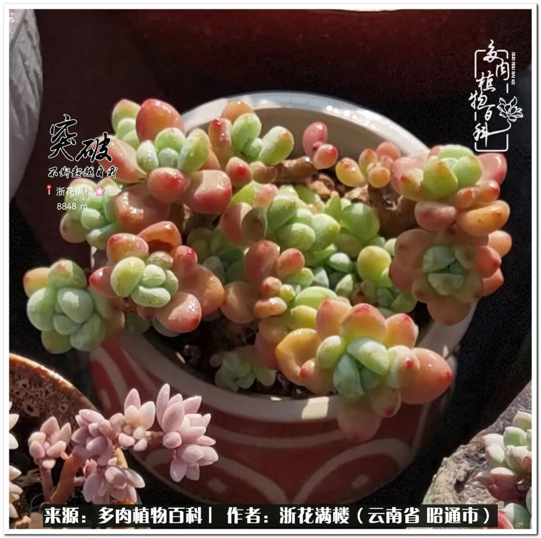 奔跑吧跑步,奔跑吧多肉盆栽