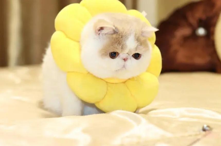 加菲猫可爱排名,肥猫加菲猫宠物