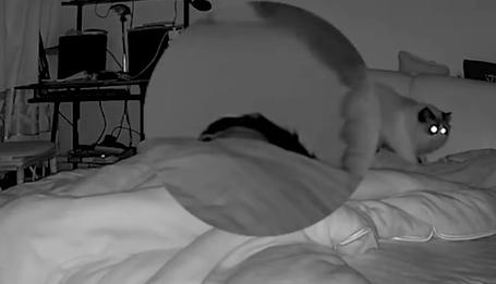 猫咪绝育后,对主人怼脸放屁犹未够,抬腿补上一飞踢