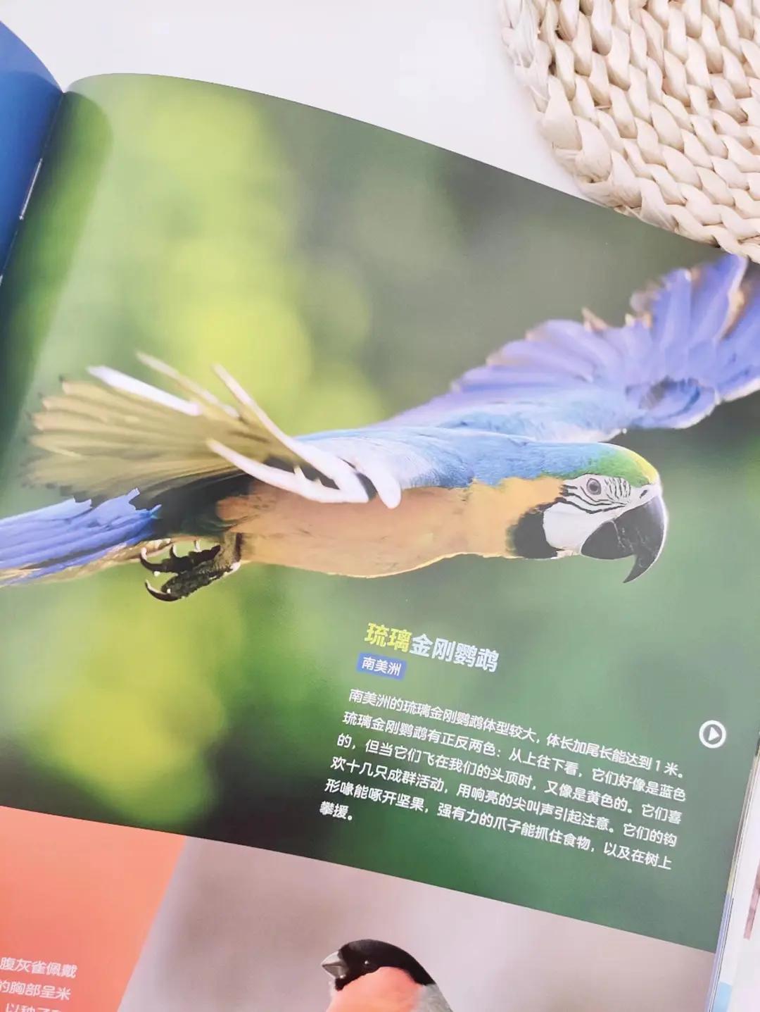 真真被这本书的鸟儿治愈了！
