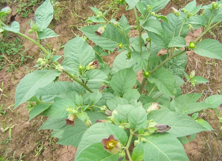 颠覆三观的物种,颠覆三观的蔬菜种植