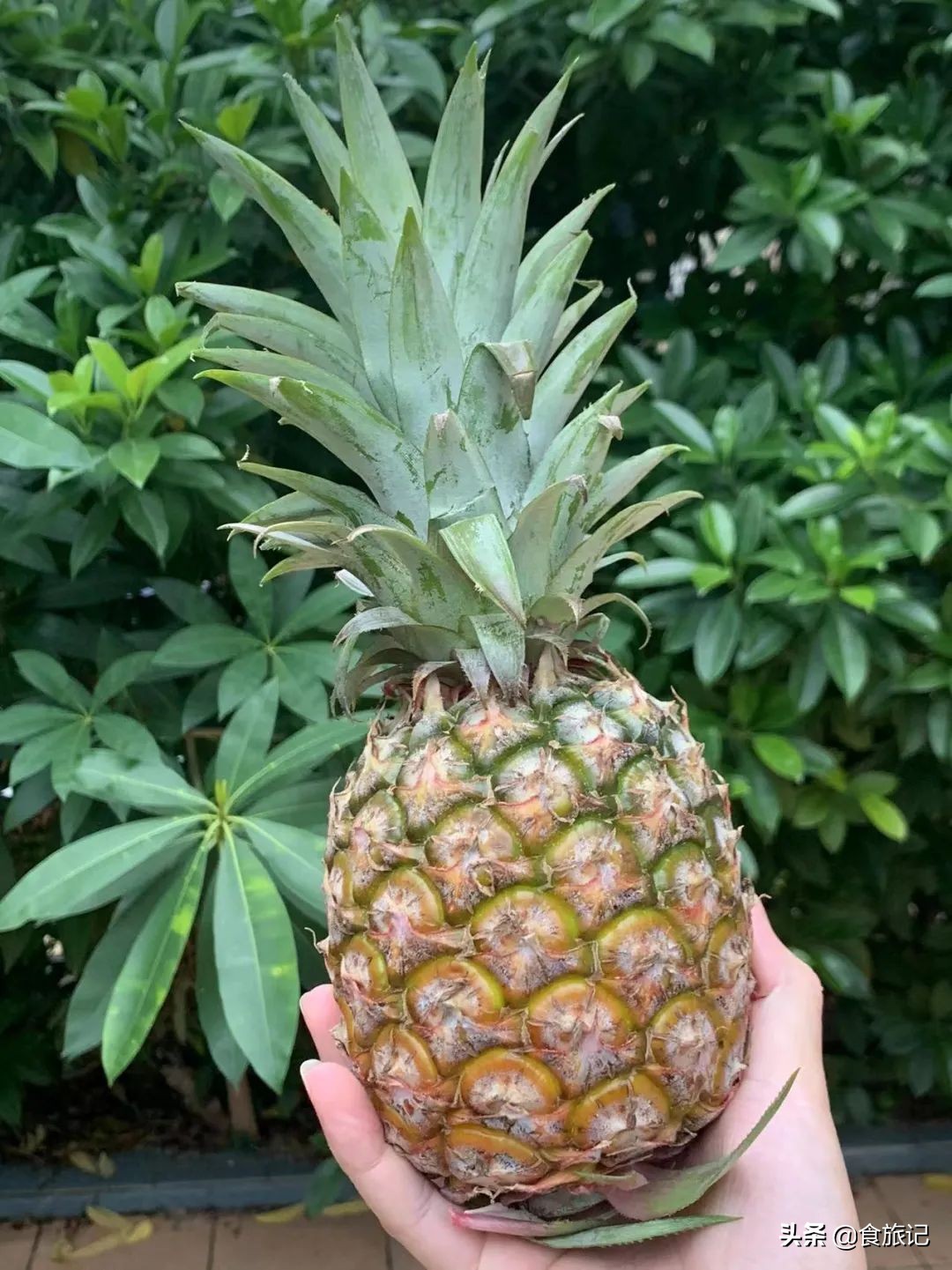 甜脆金钻凤梨,纯甜金钻凤梨菠萝