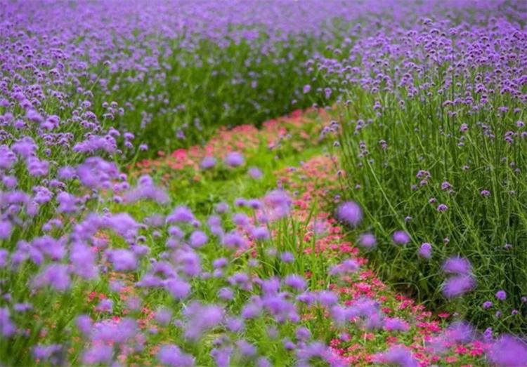 这种野马鞭草，在亚欧大陆均有分布，美似薰衣草，关注的人却不多
