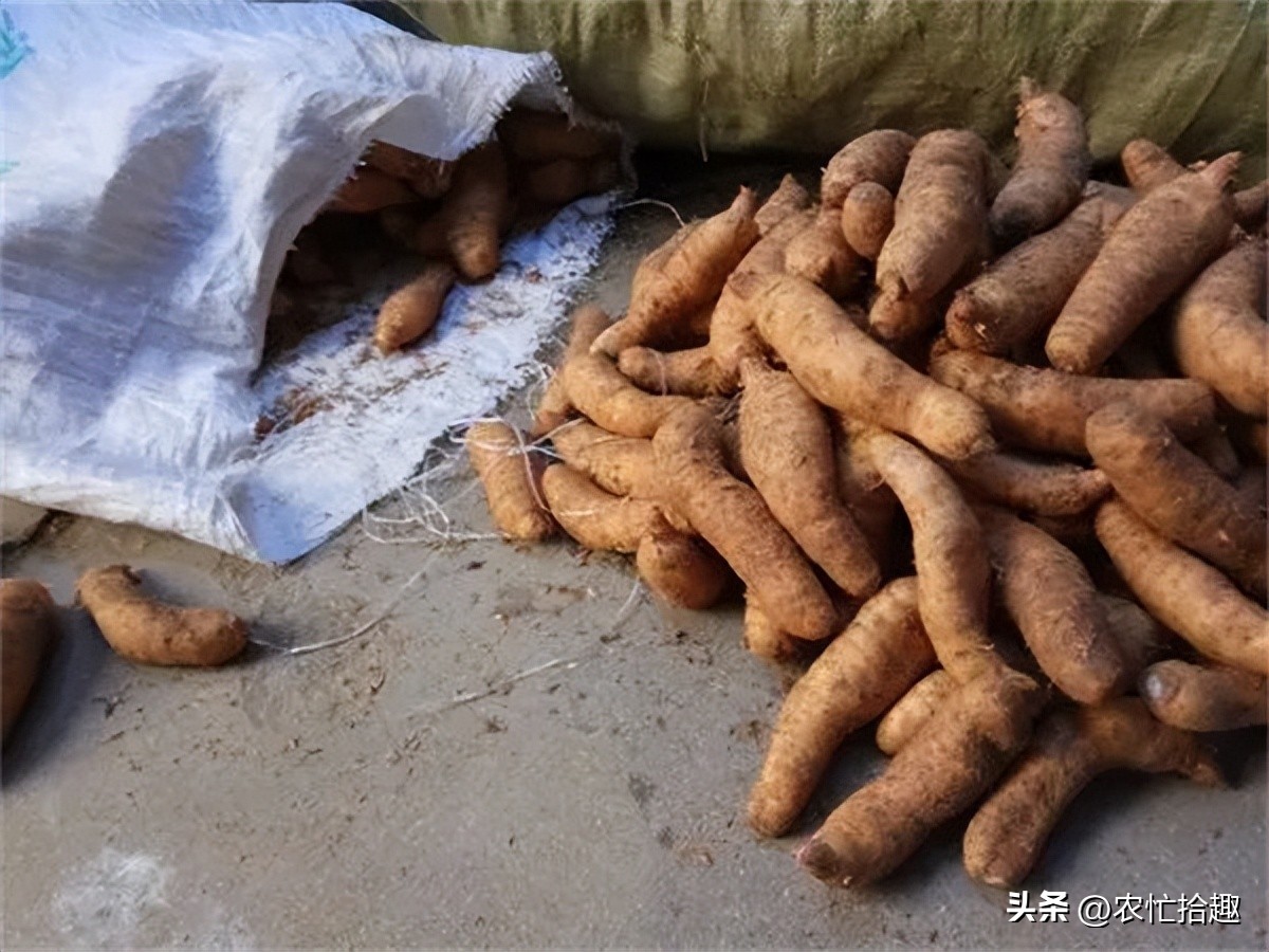 野生不能采挖，仍被种到凉凉，价格跌至10年新低，农户陷入亏本