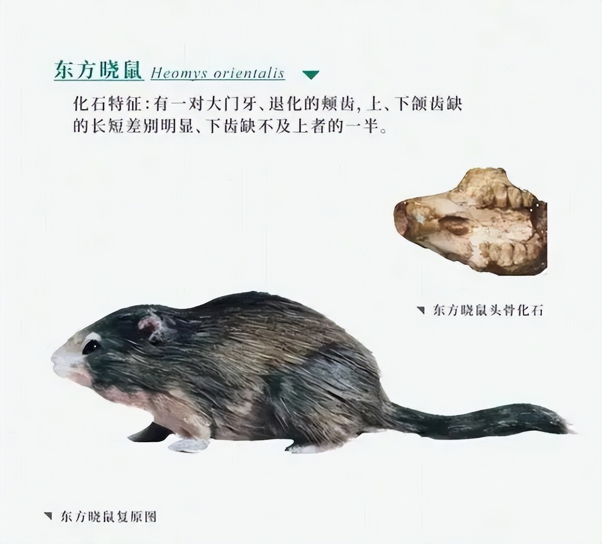 那年那兔那些年的故事,那年那兔那些事儿百年风云