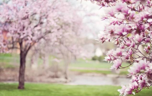 农历三月三荠菜煮鸡蛋寓意什么,三月三习俗荠菜煮鸡蛋的功效