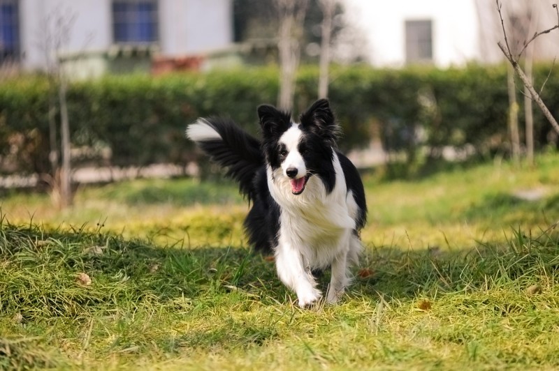 最好看的狗狗金毛,盘点最礼貌的狗狗金毛