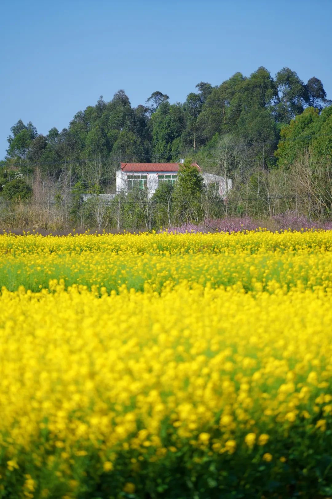 成都市区现实版桃花源记在哪里,成都公交可达的古镇
