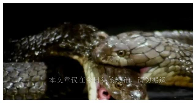 真实蛇有多可怕,真实的蛇洞