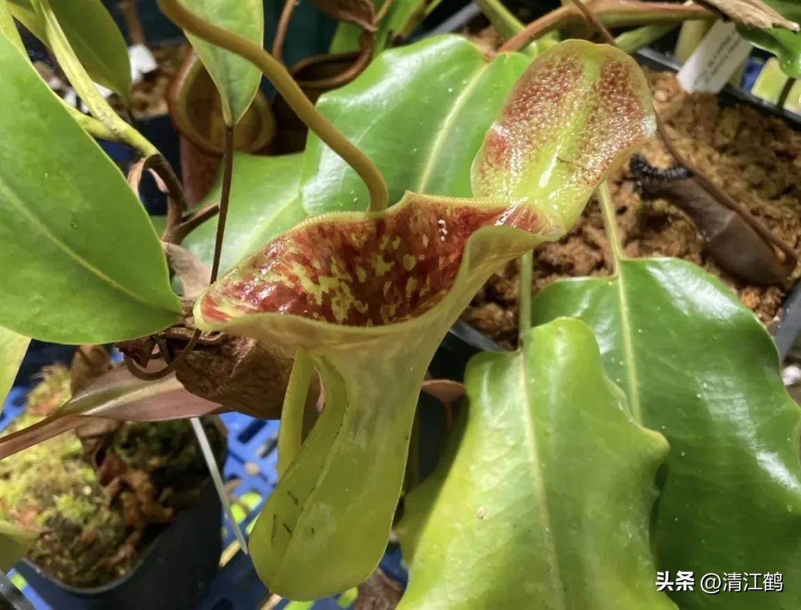 又好看又便宜的食虫植物,有什么推荐的食虫植物