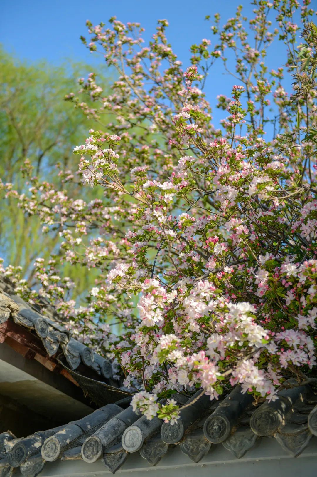 济南周边春天赏花全攻略,济南春日赏花攻略已送达
