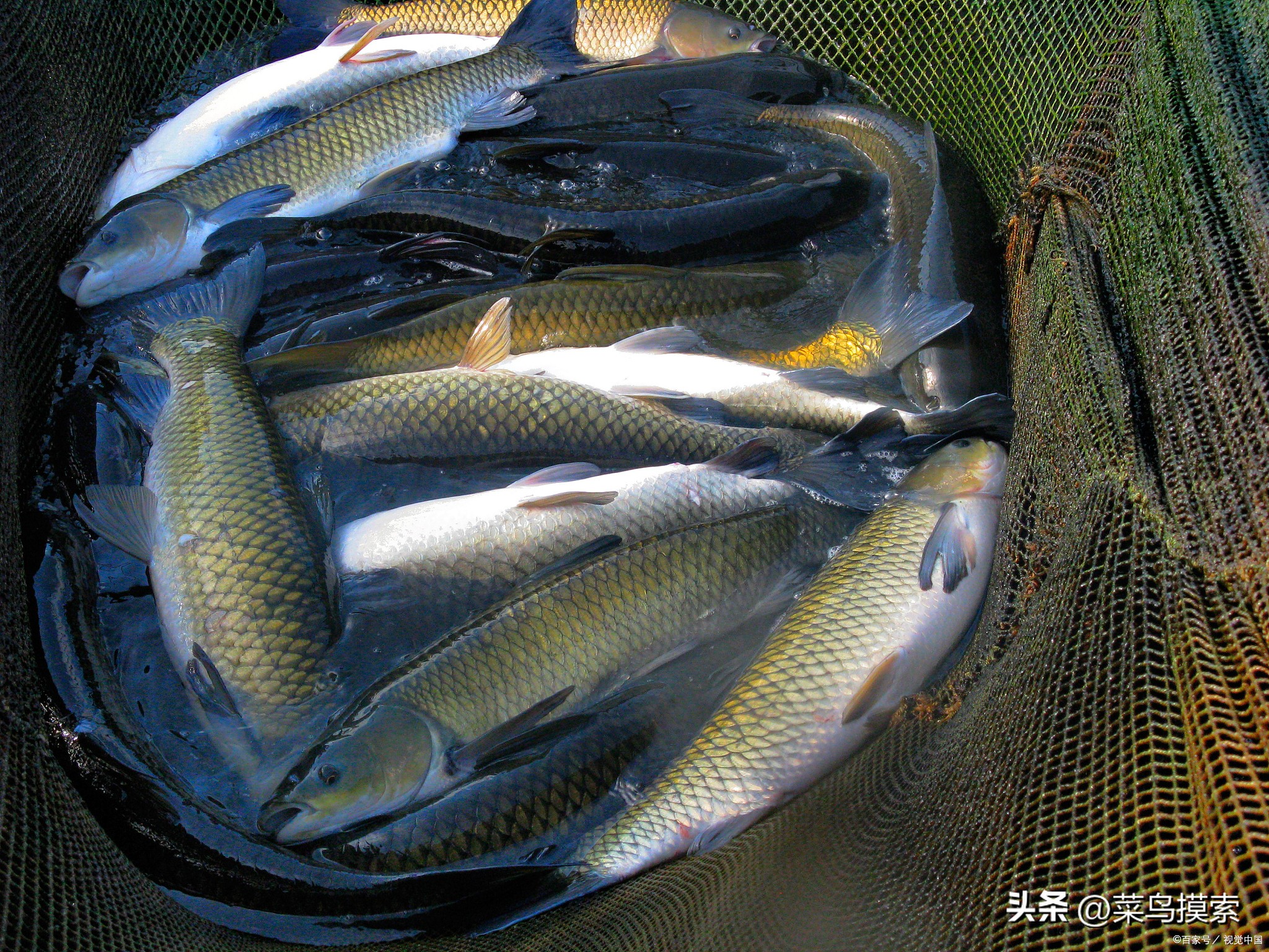 海竿钓鲢鳙和鲤鱼线组怎么接,海竿钓鲤鱼线组及钓法技巧