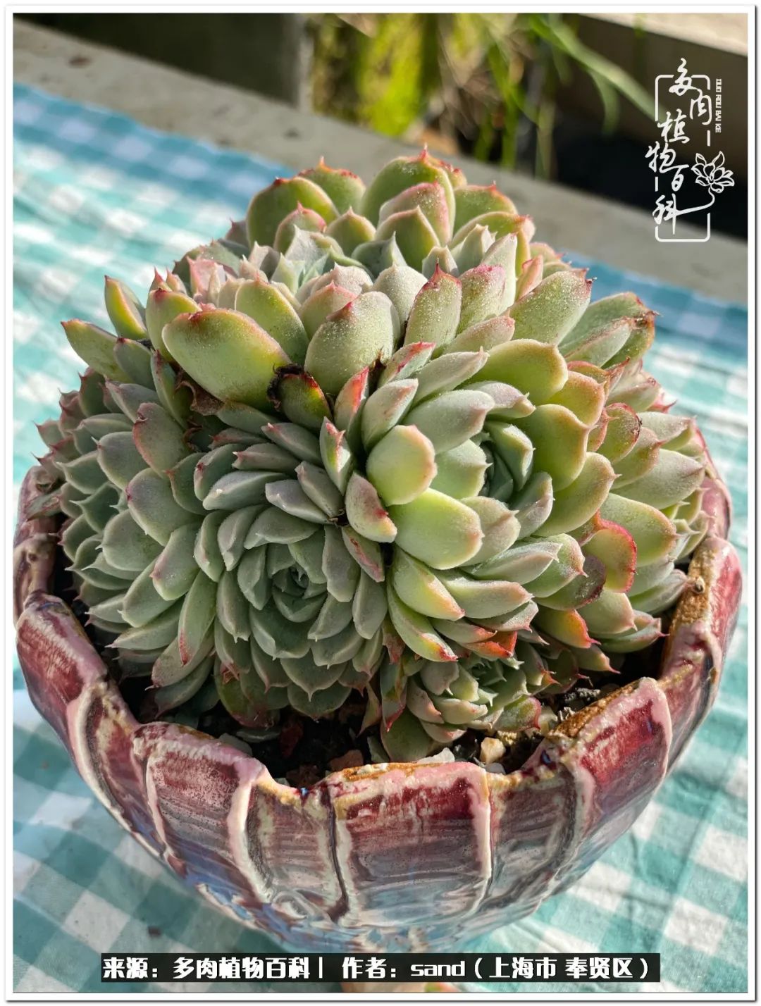 养点花草给生活添点乐趣,养点花花草草心情自然会好