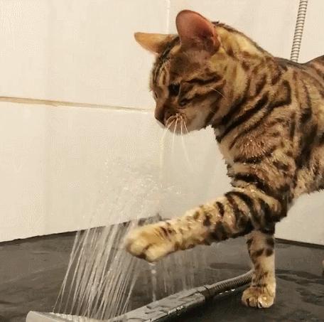 最不值钱的猫有哪几种,养得起这几种猫的都是土豪