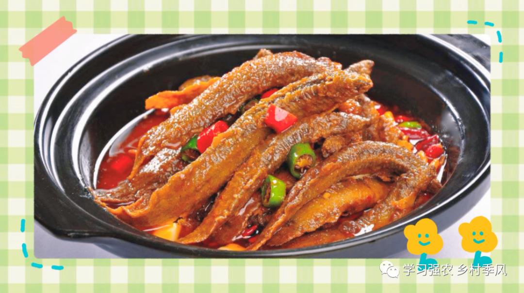 建筑老板养泥鳅，跻身“农民合作社500强”