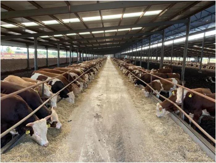 为什么外国牛身上会被开洞,牛身上打了个洞还能活多久