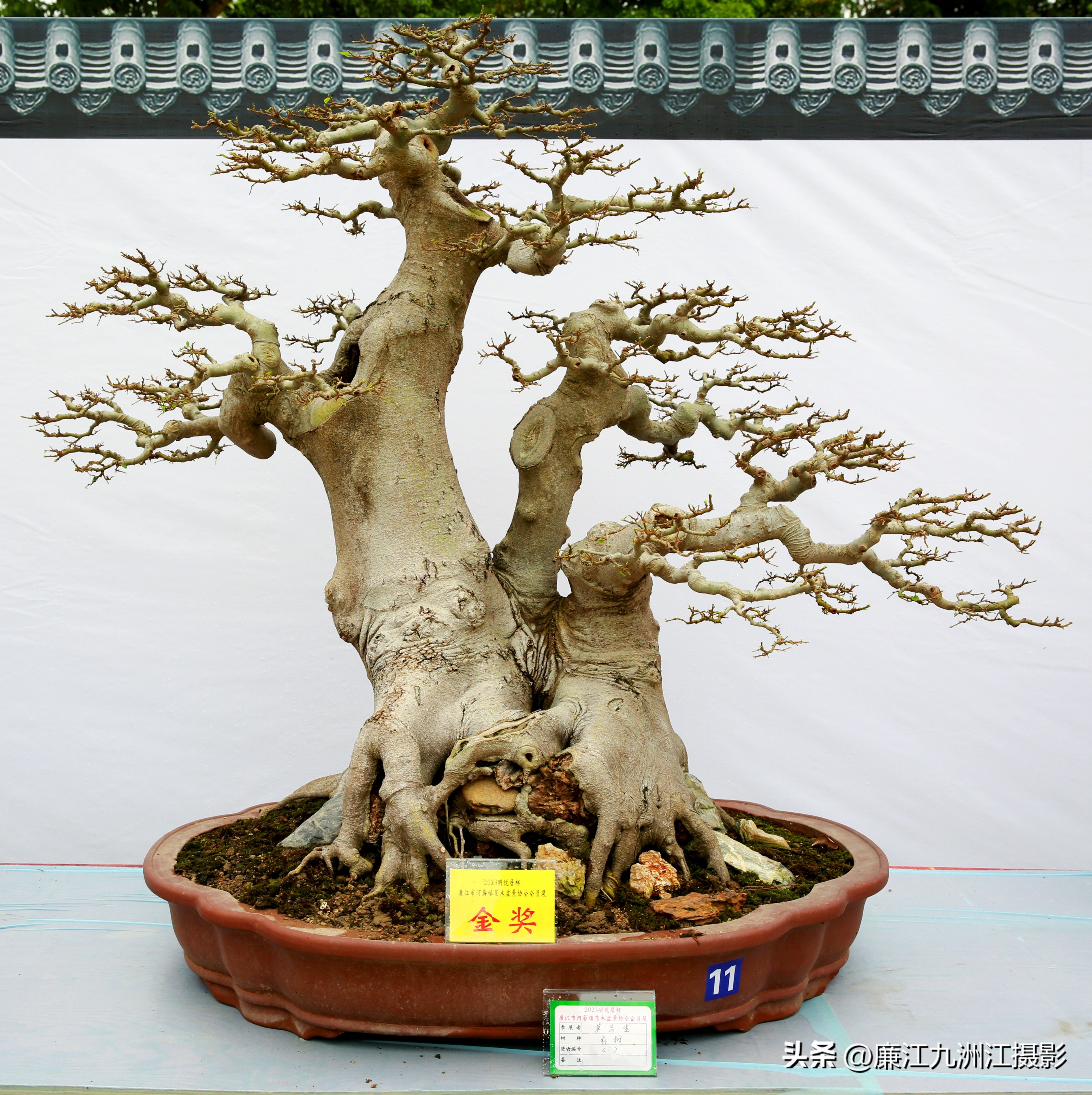 最高端的盆景展,一场惊艳的盆景展