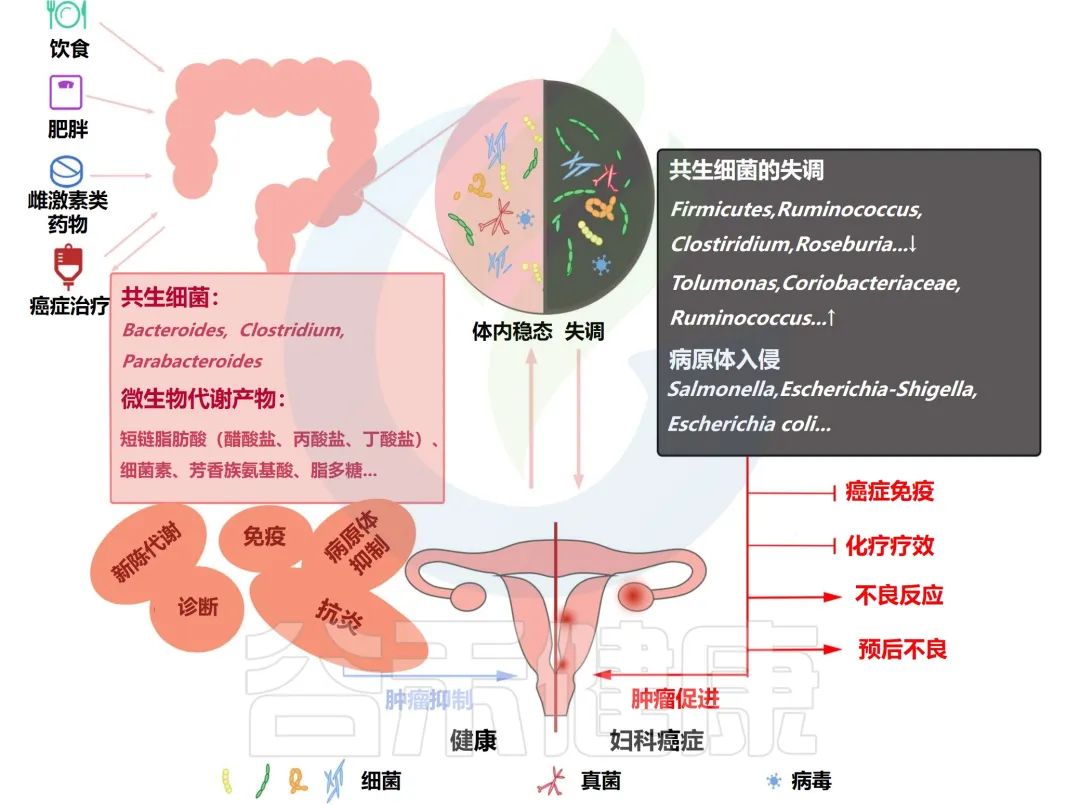 肠道菌群与癌症的关系,改善肠道菌群对治疗癌症有好处吗