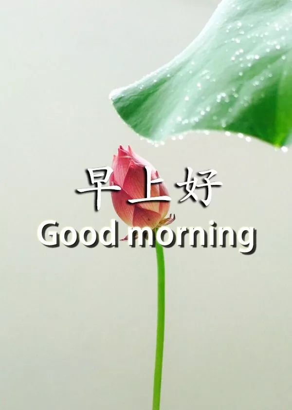 早安带字周三早上好祝福语图片,周四早上好祝福语图片最新的