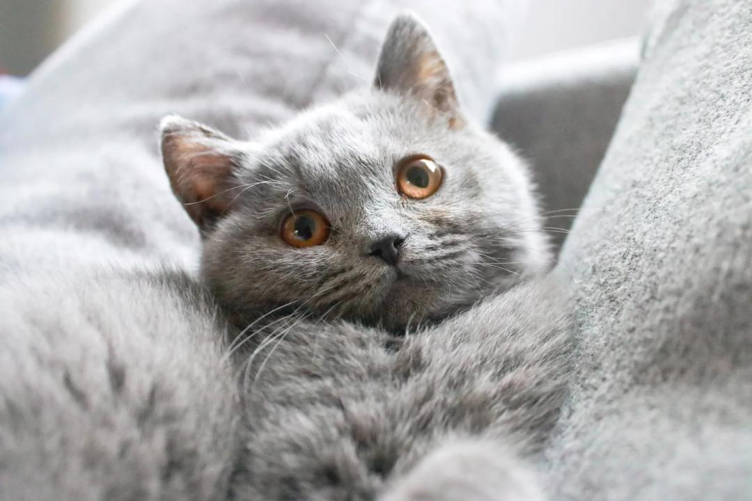 猫咪这几天老是打喷嚏是怎么了,猫咪老是打喷嚏是怎么回事