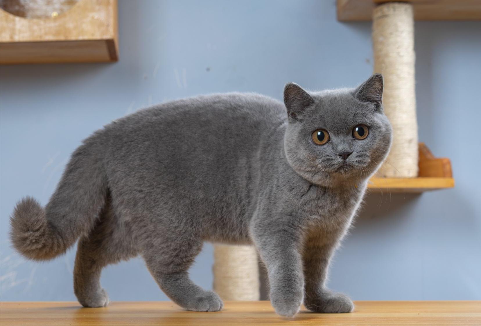 买英短看品相,买英短猫要问卖家什么问题