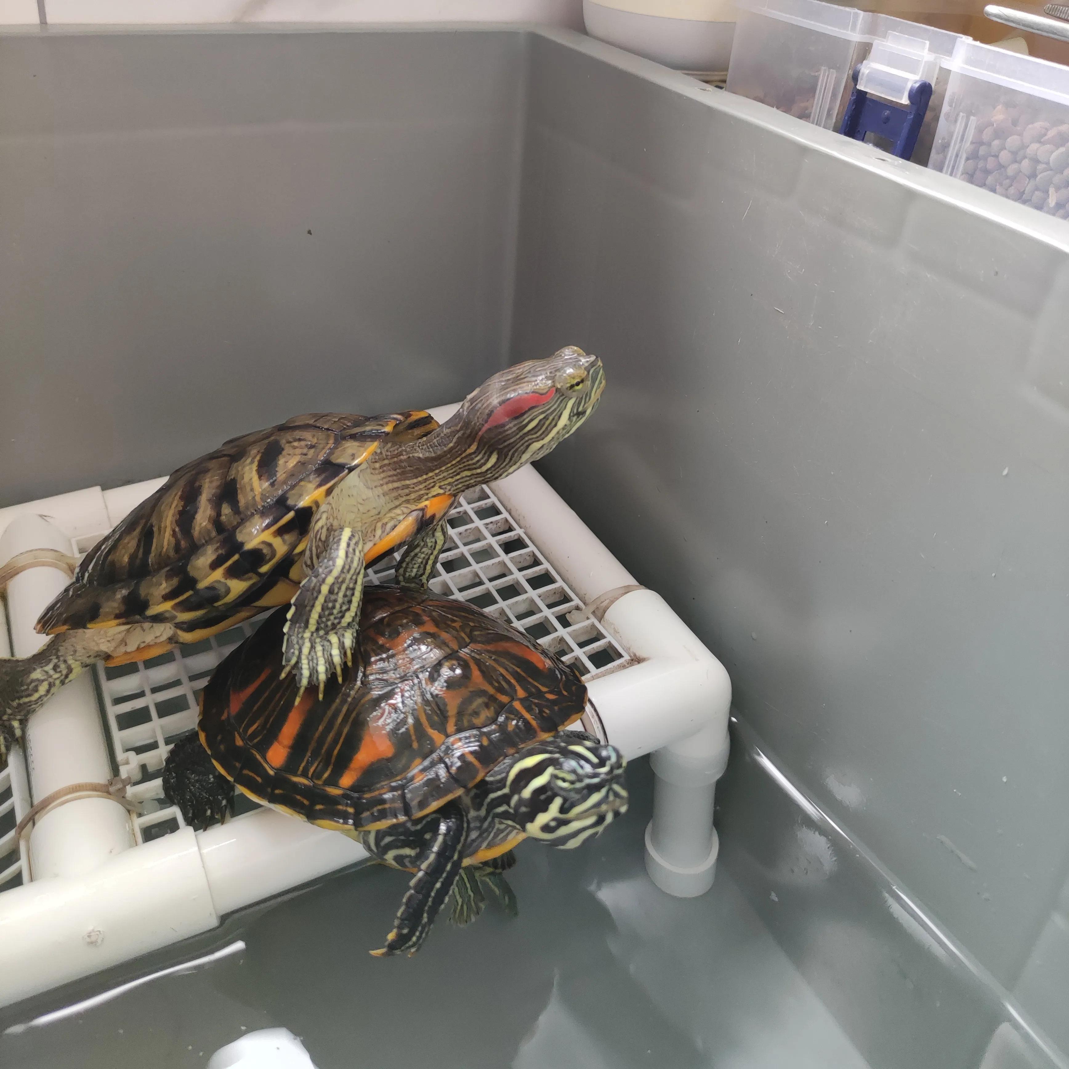 巴西龟密西西比红耳龟,十大智商最高的龟巴西红耳龟