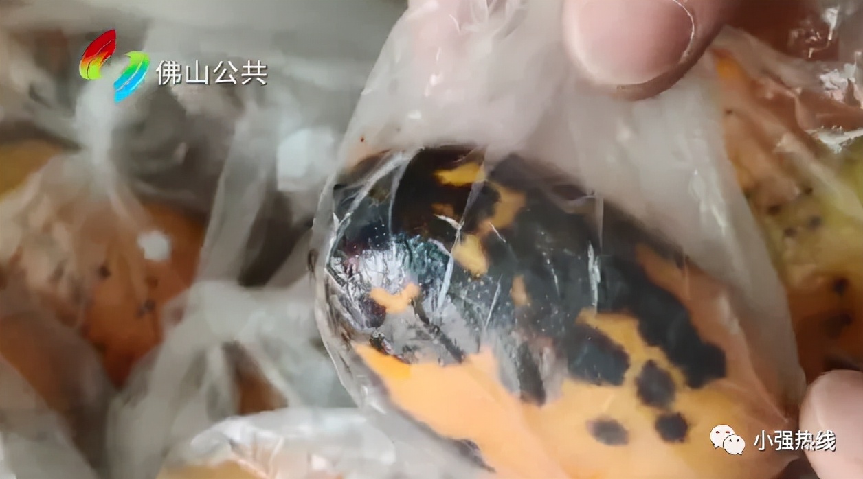 真正坑爹的孩子,小男孩骗老爸的钱去买芒果