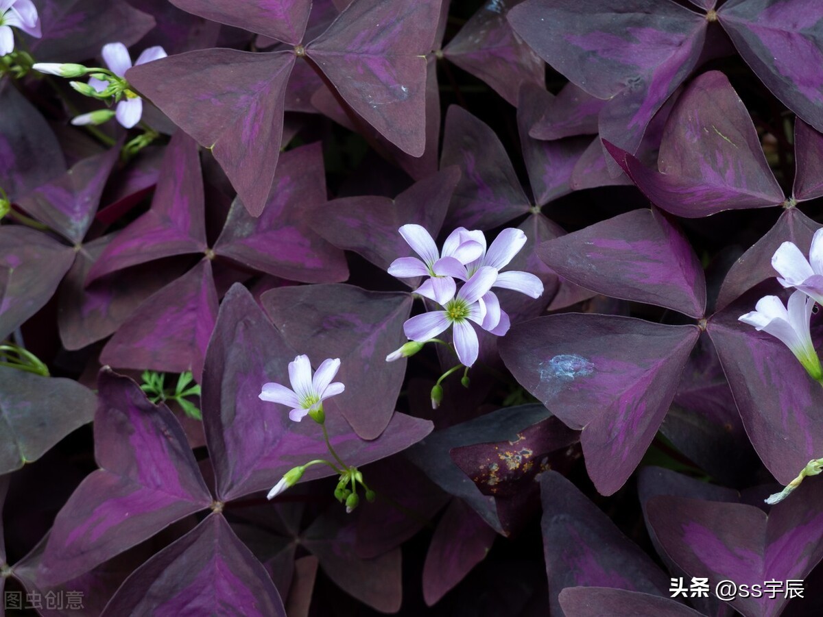 紫叶酢浆草的四季养护方法,紫色三叶草有白粉病怎样养护