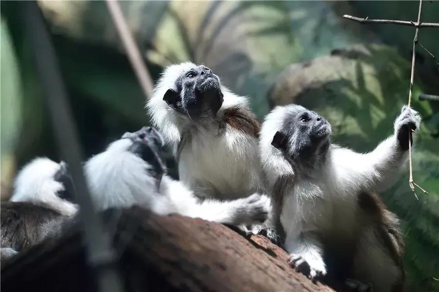广州长隆野生动物园全部动物,广州长隆野生动物园所有动物介绍