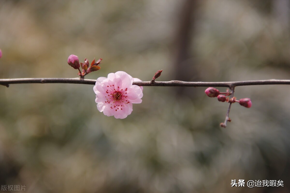 被偏爱的一方总是有恃无恐,被偏爱的总是有恃无恐文案