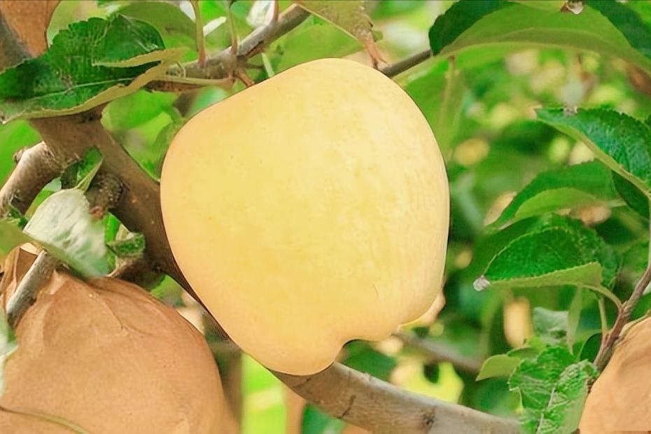 日本专家带到我国的“金苹果”，曾被认为是*局骗**，今年卖15元一斤